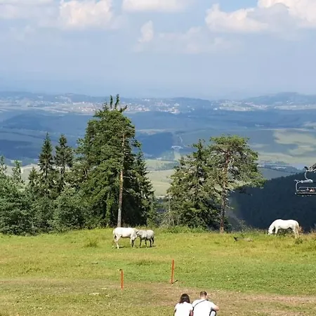 Vnb Tornik-zlatibor Daire *